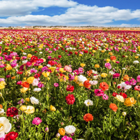 Primavera